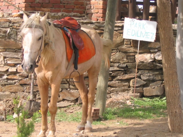 Seluk irince Kynden gzel bir hatra.. [Didem Erginsoy]