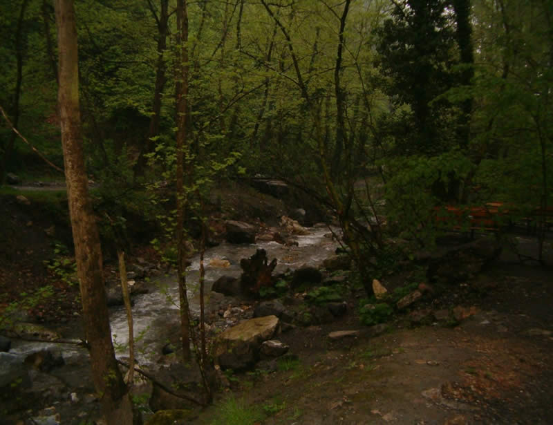 Ormanda huzur [Berkhan Kerametli]