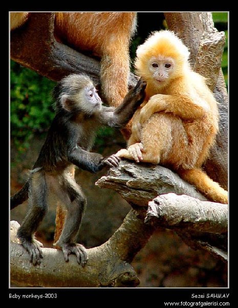 Bebek Maymunlar [Sezai Sahmay]