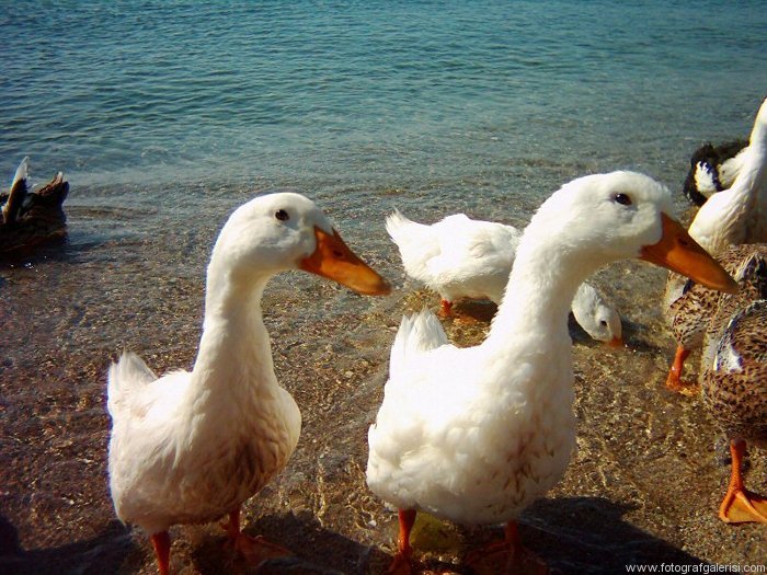 Ordek Kardesligi [Deniz orabatır]