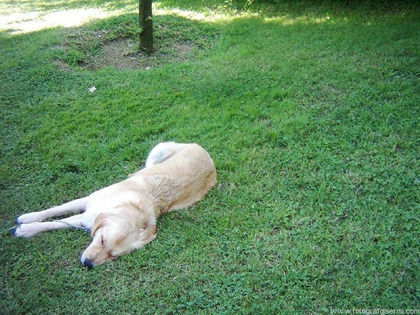 Siesta [Deniz orabatır]