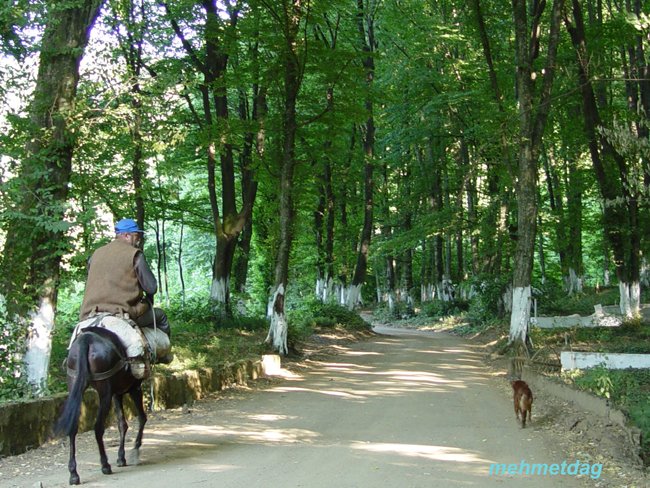 Koy Yolu [Mehmet Dag]