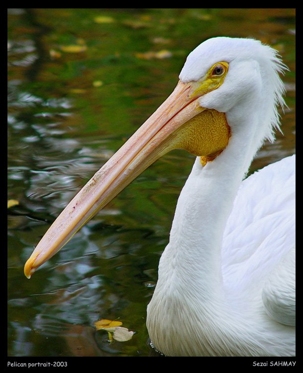 Pelikan Portre [Sezai Sahmay]