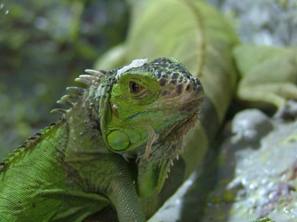 Iguana [Serdar Karatas]