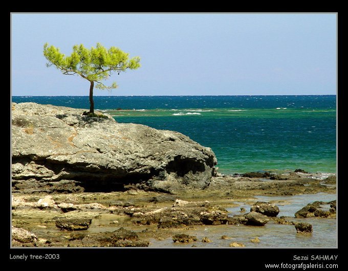 Lonely Tree [Sezai Sahmay]