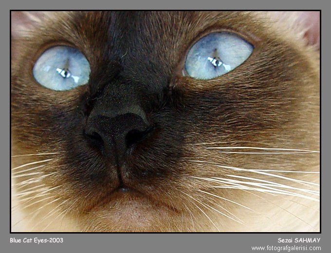 Blue Cat Eyes [Sezai Sahmay]