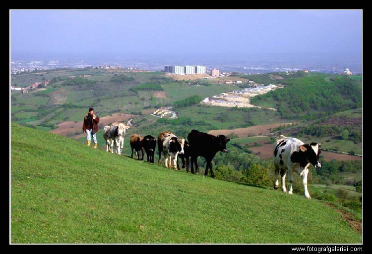 Sakarya Krcali [Ismail all]