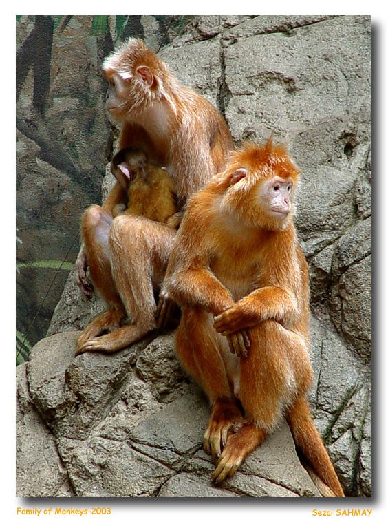 Maymun Ailesi [Sezai Şahmay]