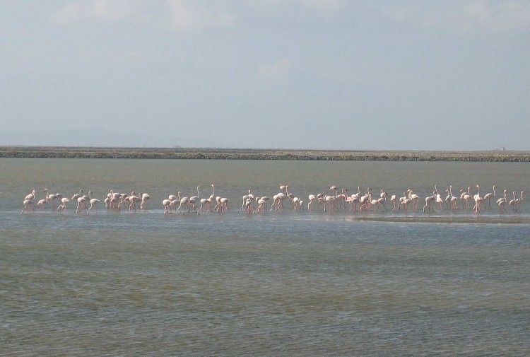 Flamingolar [Hakan Bircan]