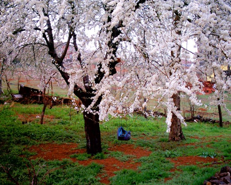 Salincak [Nurullah Cayboylu]