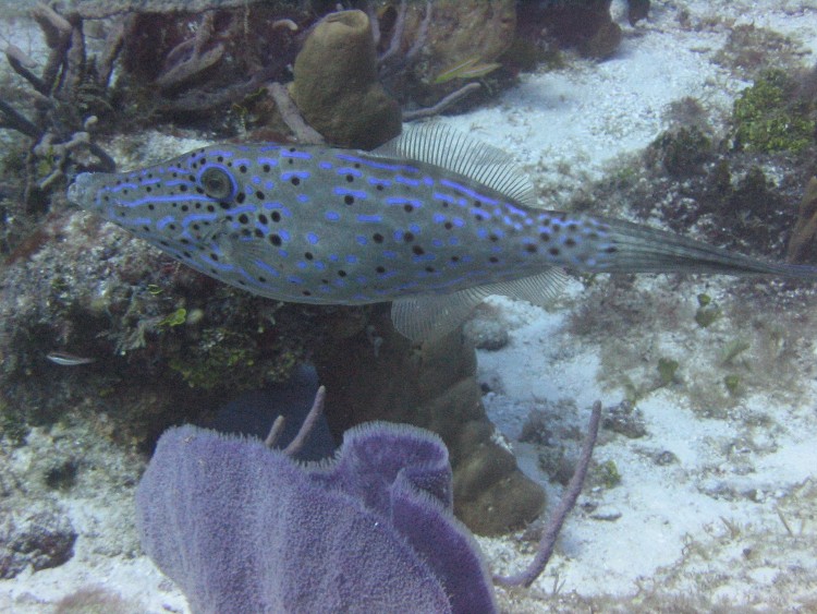 Dalmacyalı Balık (Cayman Adaları) [Ahmet Tezel]
