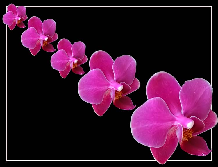 5 Orkide [Ismail allı]