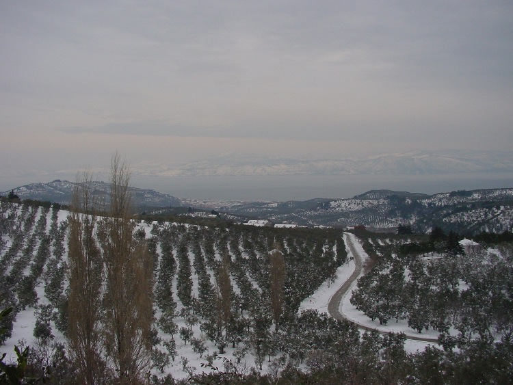 Karda Zeytinlik [Haluk orgen]