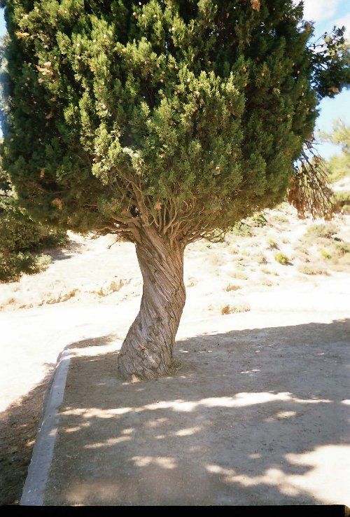 Selvi Agaci [Karayele]