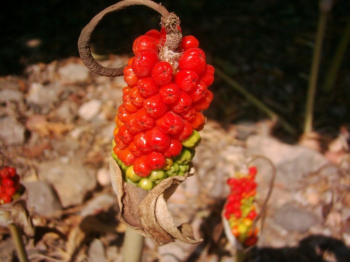 Ylanyastg (arum) [Mustafa Yalner]