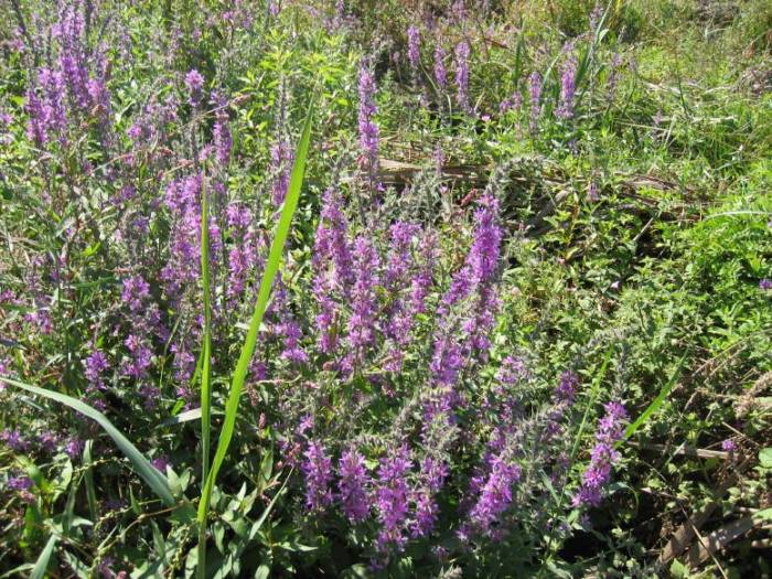 Enez Krlar [Vildan Sonmez]
