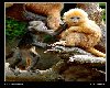 Bebek Maymunlar [Sezai Sahmay]