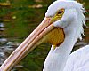 Pelikan Portre [Sezai Sahmay]