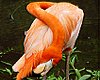 Dugumlenmis Flamingo [Sezai Sahmay]