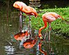 Flamingolar [Sezai Sahmay]