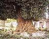 Sultanahmet Camii  En Yaşlı Agacı [Sibel etin]