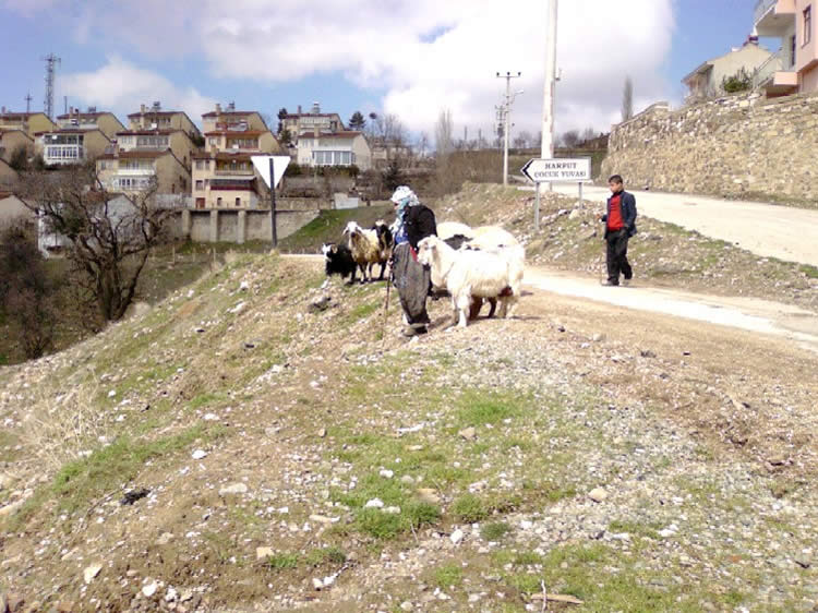 Otlamaya giden koyunlar [Ugur Can]