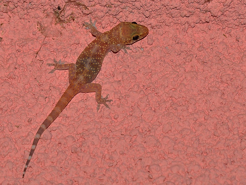 Geko