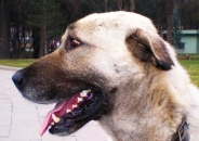 kangal