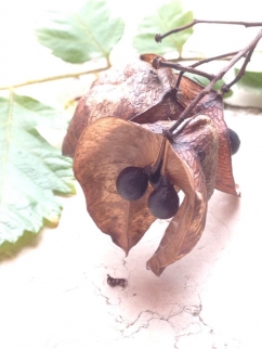 guveykandili