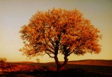 Badem aac [Gkhan elikcan]