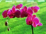 Orkide [Enver zsan]