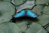 Blue Butterfly [Hasan ozkapici]