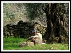Yal Zeytin ve Adam.. Bir mr Geti.. [Yaln Keski]