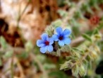 Mavi kır çiçeği [Vildan Sönmez]