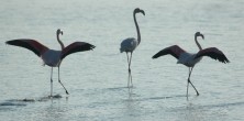 Flamingo ls [Serdar ner]
