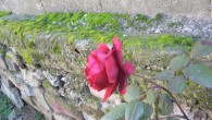 Gl ve Yosun [Ersel Doan]