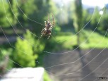 Örümcek [Orhan Uzun]